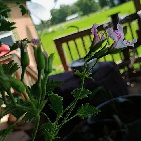 Photo of the plant species Citronella Geranium by @KeenApple40 named Citronella plant by on Greg, the plant care app