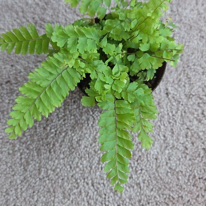 Photo of the plant species Cunningham's Maidenhair Fern by @TopIronweed74 named Keanu Leaves on Greg, the plant care app