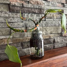 Photo of the plant species Dumb Cane by @DaintyPalqui97 named Surya on Greg, the plant care app
