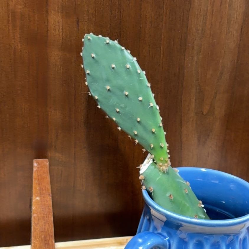 Photo of the plant species Plains Prickly Pear 'Album' by @DaintyPalqui97 named Mr. Prickles on Greg, the plant care app