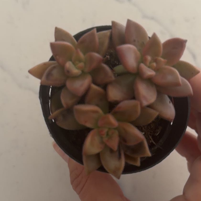 Photo of the plant species Graptosedum 'Vera Higgins' by @HipBlue21 named Beyonce on Greg, the plant care app
