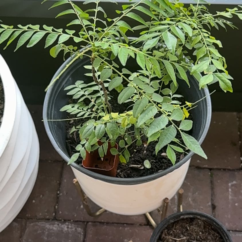 Photo of the plant species Curry Tree by @TopElkweed17 named Eva on Greg, the plant care app