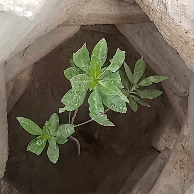 Photo of the plant species Brompton Stock by @DynamoGuasca49 named Dolores on Greg, the plant care app