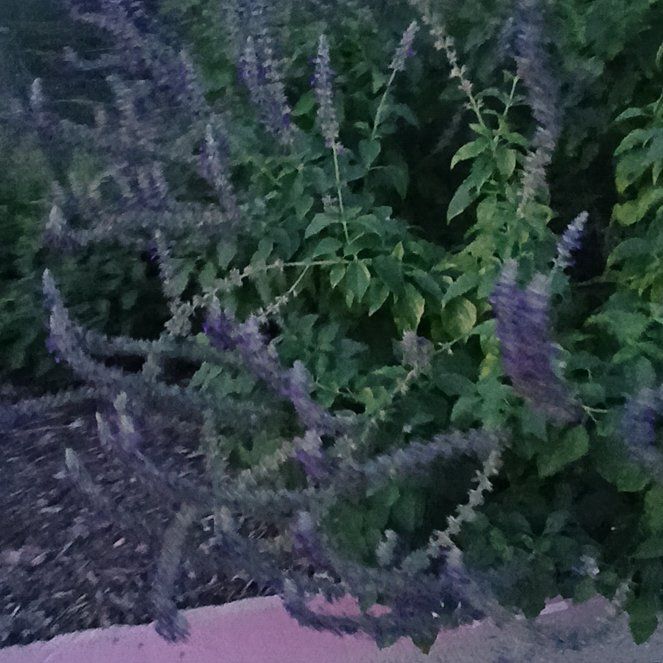 Photo of the plant species Orange Eye by @FabTule48 named Marley on Greg, the plant care app