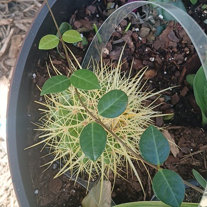 Photo of the plant species Partridge Berry by @FabTule48 named Gomez on Greg, the plant care app