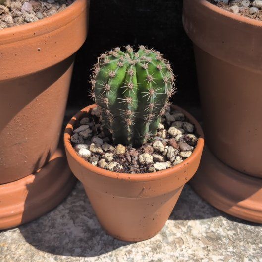 Photo of the plant species Sun Goddess Barrel Cactus by @WinCowshorn50 named Stella on Greg, the plant care app