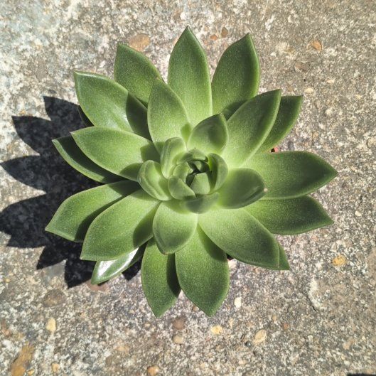 Photo of the plant species Echeveria 'Miranda' by @WinCowshorn50 named Kylie on Greg, the plant care app
