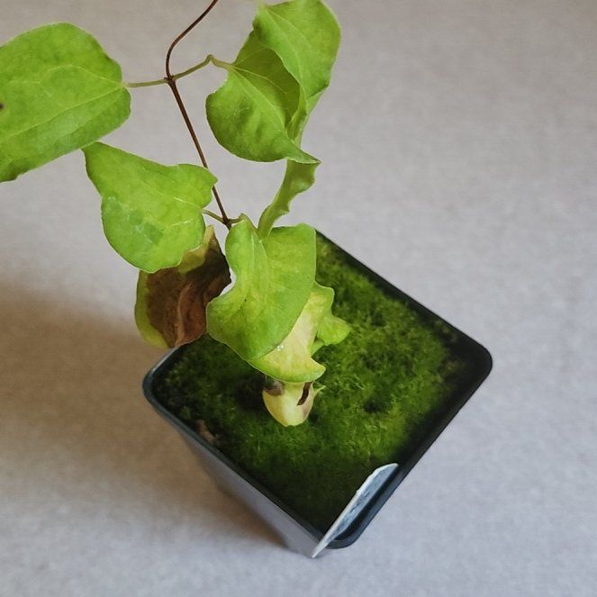 Photo of the plant species Cowvine by @AceCrassula96 named Bruce Lee on Greg, the plant care app