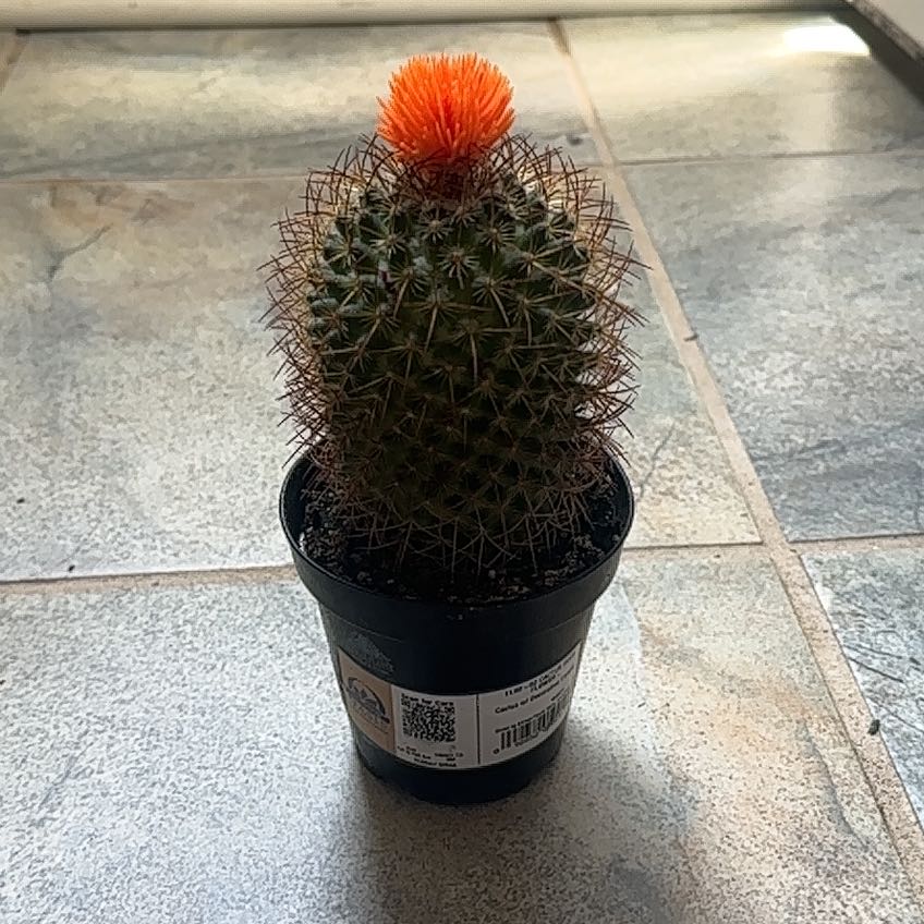 Photo of the plant species Owl's Eye Cactus by @DoyenneCorrea83 named ziggy on Greg, the plant care app