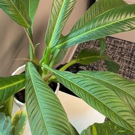 Photo of the plant species Parrot's Plantain by @FitCorkoak40 named Coco on Greg, the plant care app