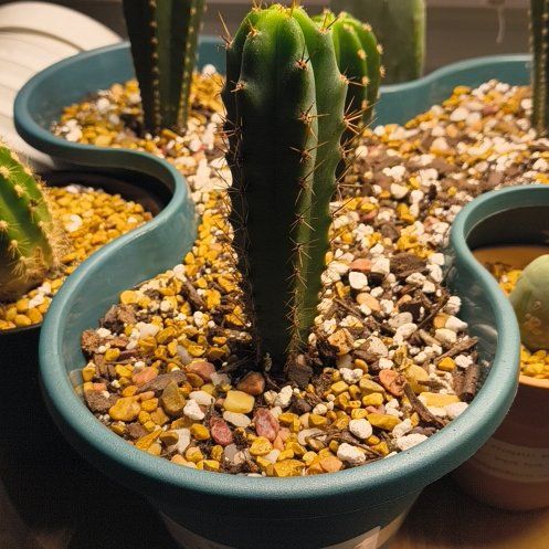 Photo of the plant species San Pedro Cactus by @FairBibi32 named Beckham on Greg, the plant care app