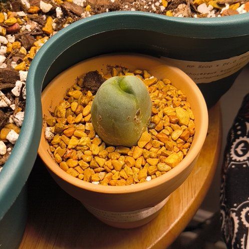 Photo of the plant species Penis cactus by @FairBibi32 named Mollie on Greg, the plant care app