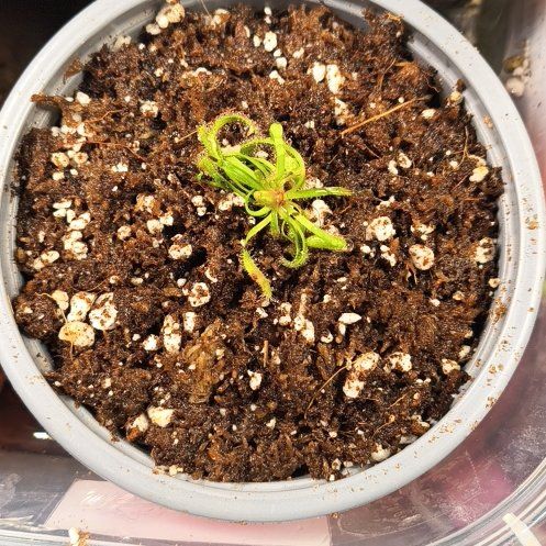 Photo of the plant species Red Cape Sundew by @FairBibi32 named Anne on Greg, the plant care app