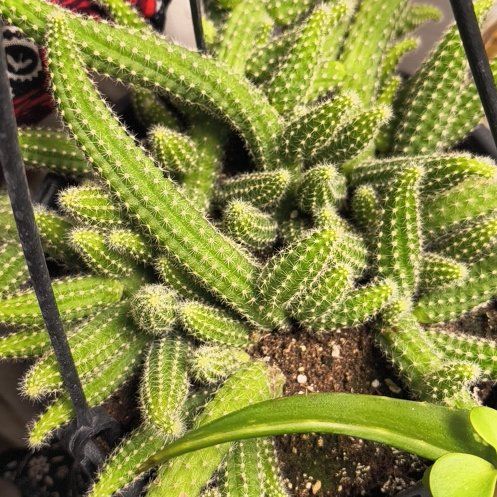 Photo of the plant species Variegated Peanut Cactus by @FairBibi32 named da Vinci on Greg, the plant care app