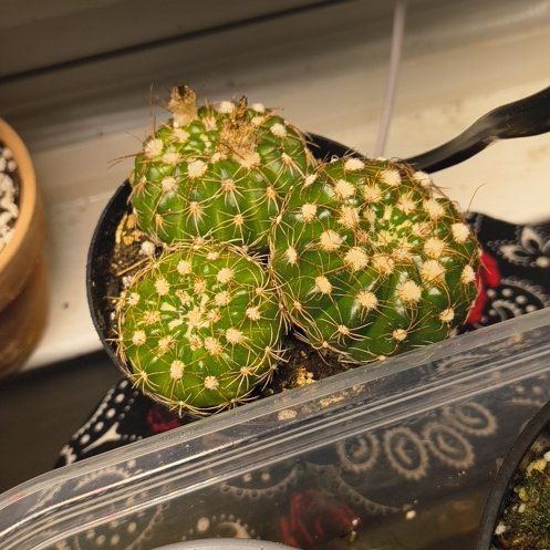 Photo of the plant species Miniature Barrel Cactus by @FairBibi32 named Robert Plant on Greg, the plant care app