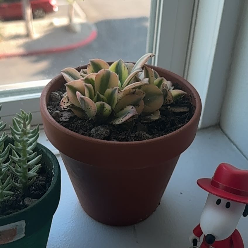 Photo of the plant species Aeonium 'Sunburst' by @umm_Xavier named Gorkuom on Greg, the plant care app