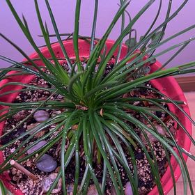 Photo of the plant species Short-Spiked Agave by @SinewyElkweed21 named Hemingway on Greg, the plant care app