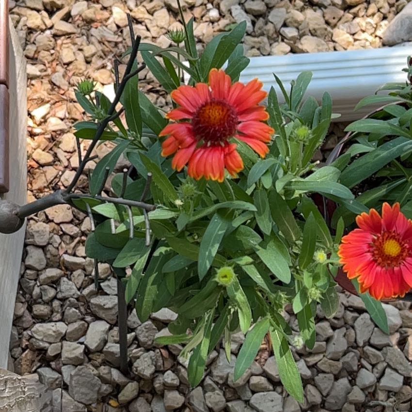 Photo of the plant species Indian Blanket by @SinewyElkweed21 named Sage on Greg, the plant care app