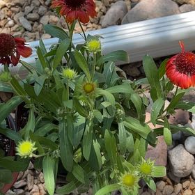 Photo of the plant species Indian Blanket by @SinewyElkweed21 named Rihanna on Greg, the plant care app