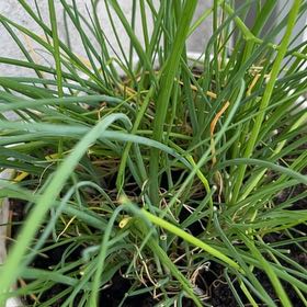 Photo of the plant species Chinese Chives by @YesTukauki29 named Navajo on Greg, the plant care app