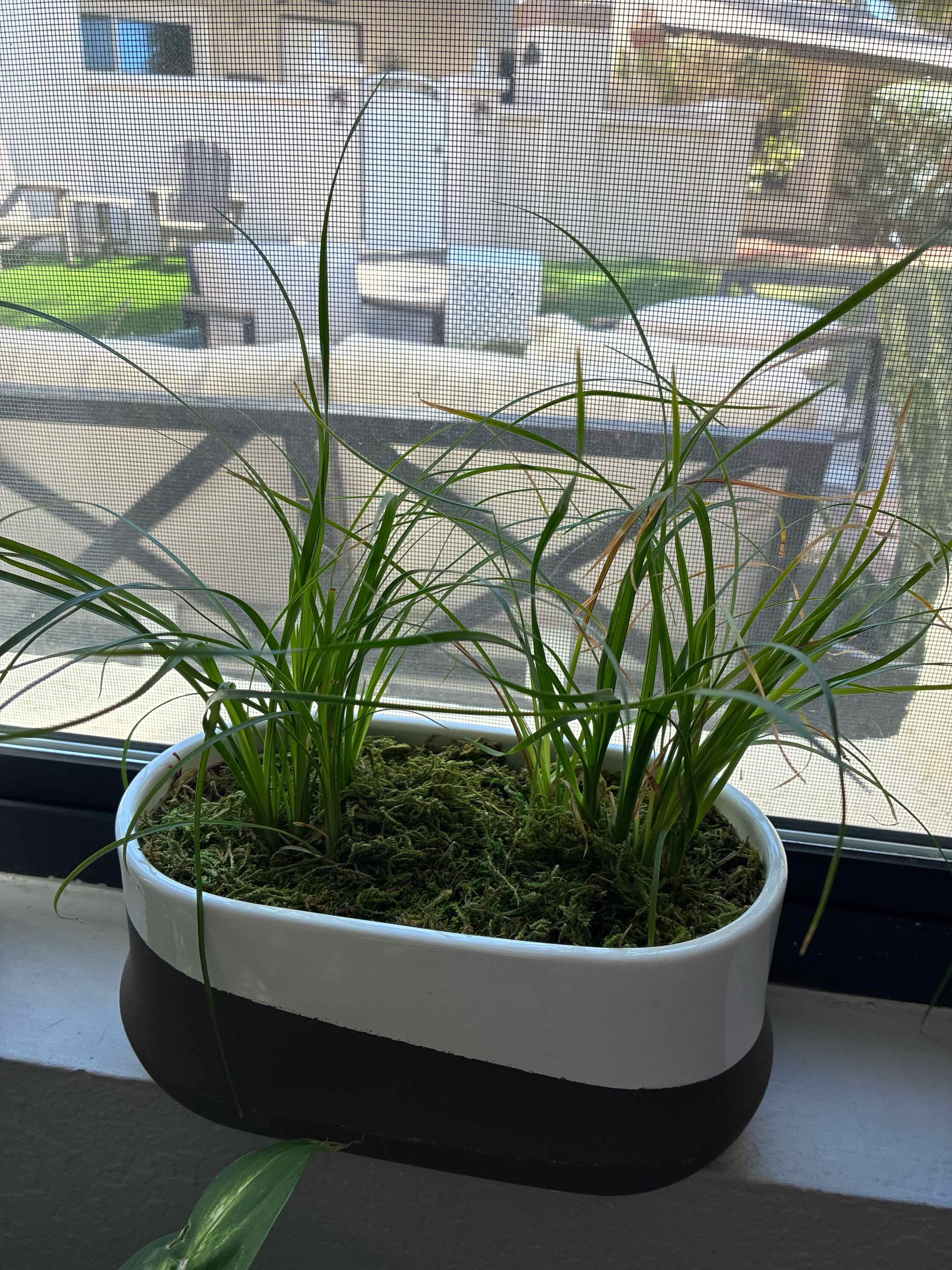 Photo of the plant species American Sweet Flag by @EthicalKonjac67 named Madonna on Greg, the plant care app