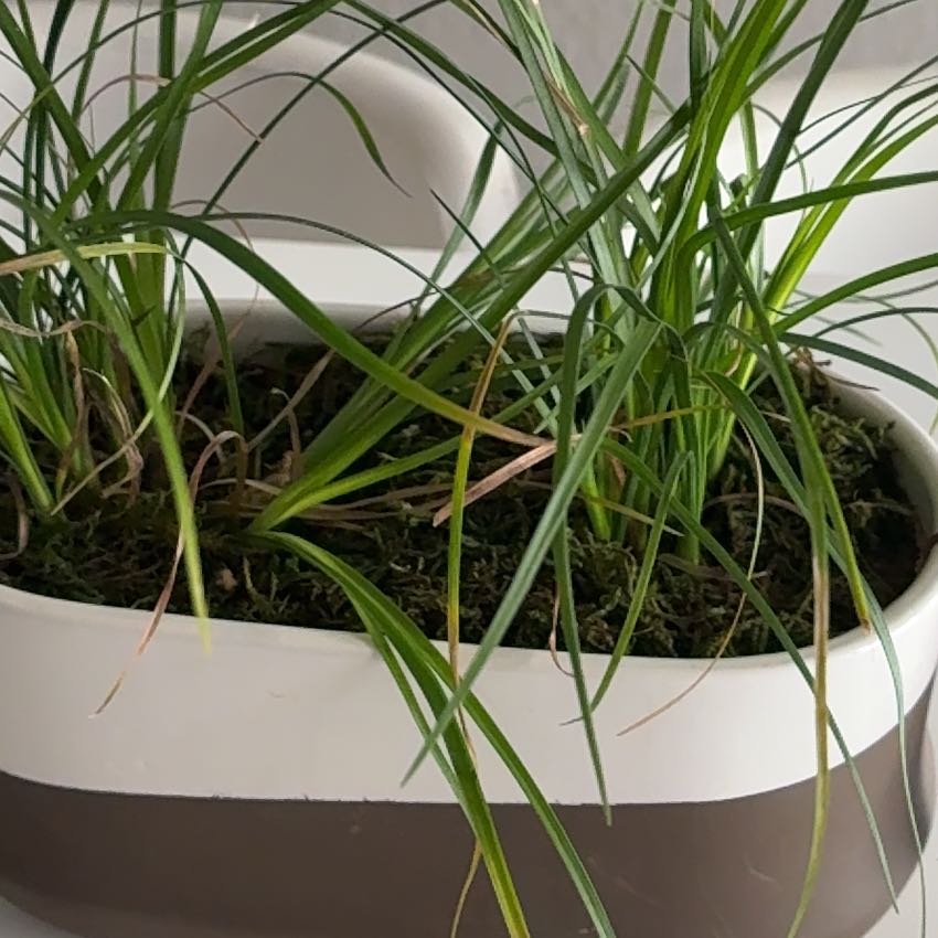 Photo of the plant species Sweet Flag by @EthicalKonjac67 named Madonna on Greg, the plant care app