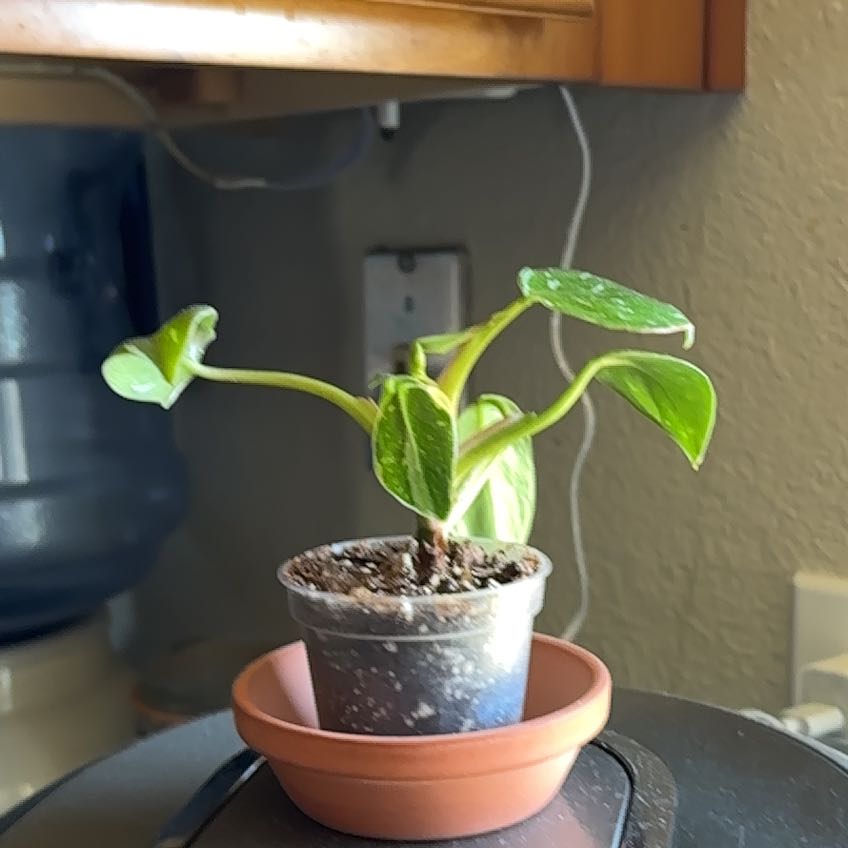 Photo of the plant species Philodendron 'White Wizard' by @WarmKonjac35 named Leaf Erickson on Greg, the plant care app