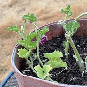 Photo of the plant species Melon by @WarmKonjac35 named Curie on Greg, the plant care app