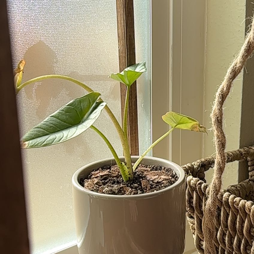 Photo of the plant species Dragon's Breath by @SageandCream named Zeus on Greg, the plant care app