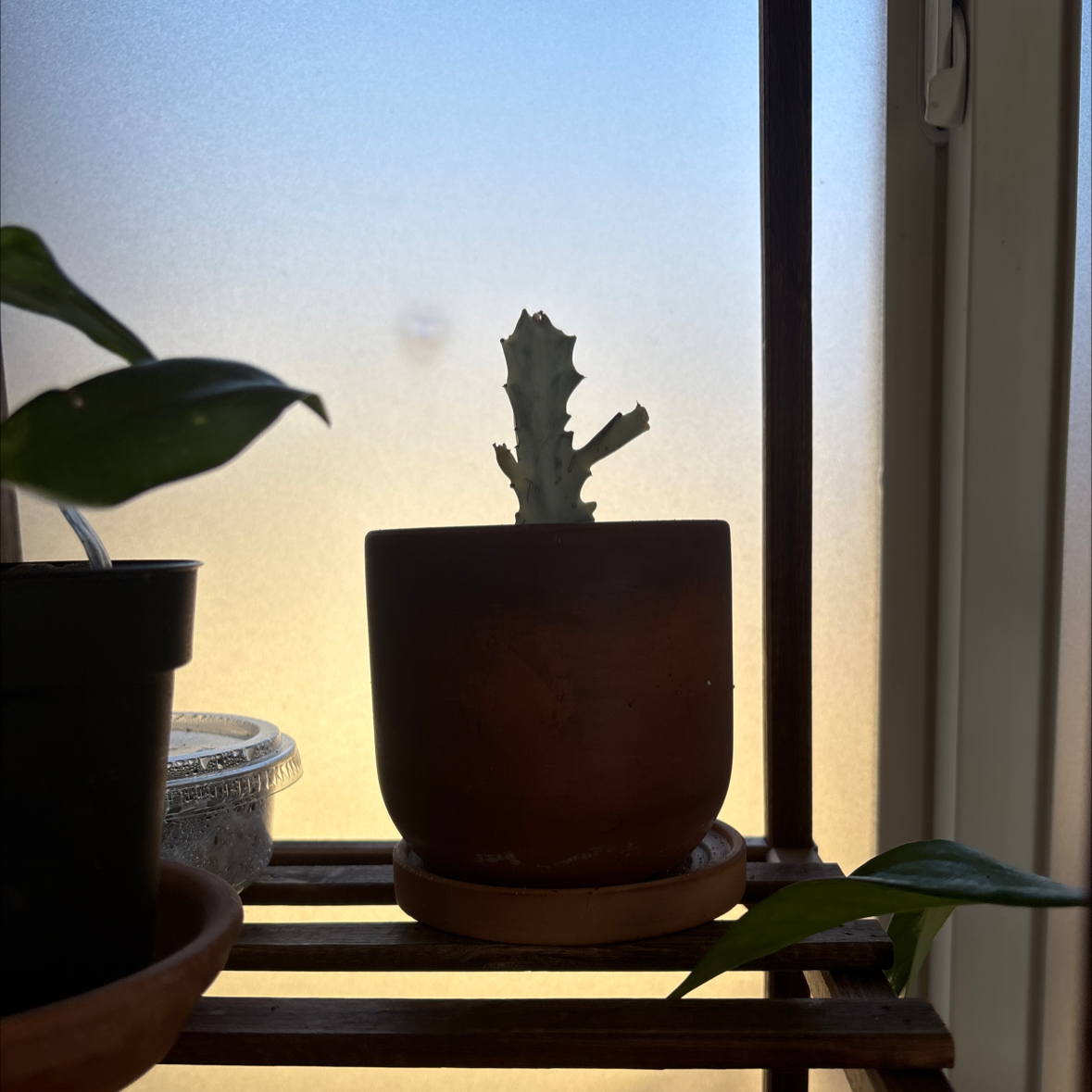 Photo of the plant species 'Ghost Cactus' by @SageandCream named Wall-E on Greg, the plant care app
