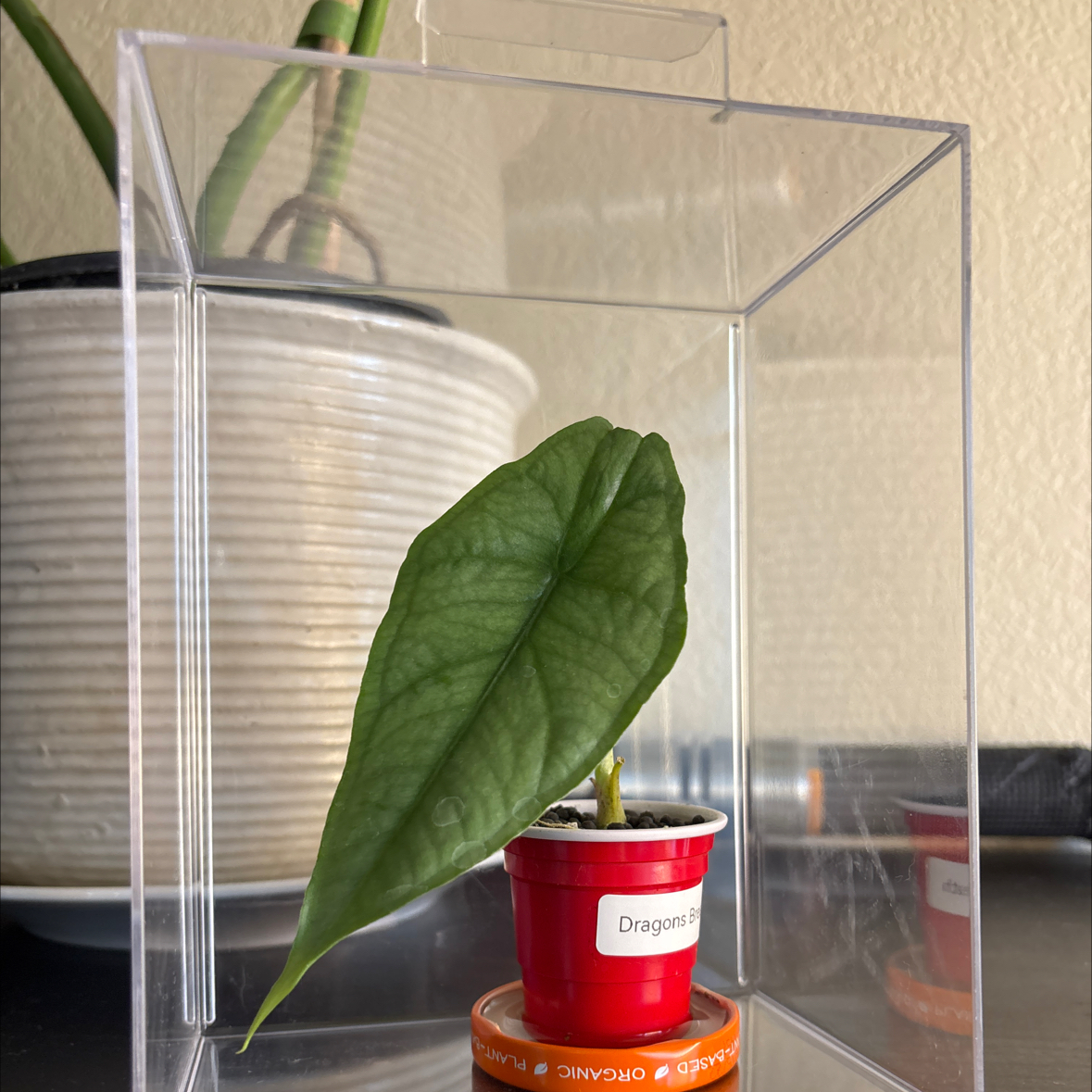 Photo of the plant species Dragon's Breath by @SageandCream named da Vinci on Greg, the plant care app