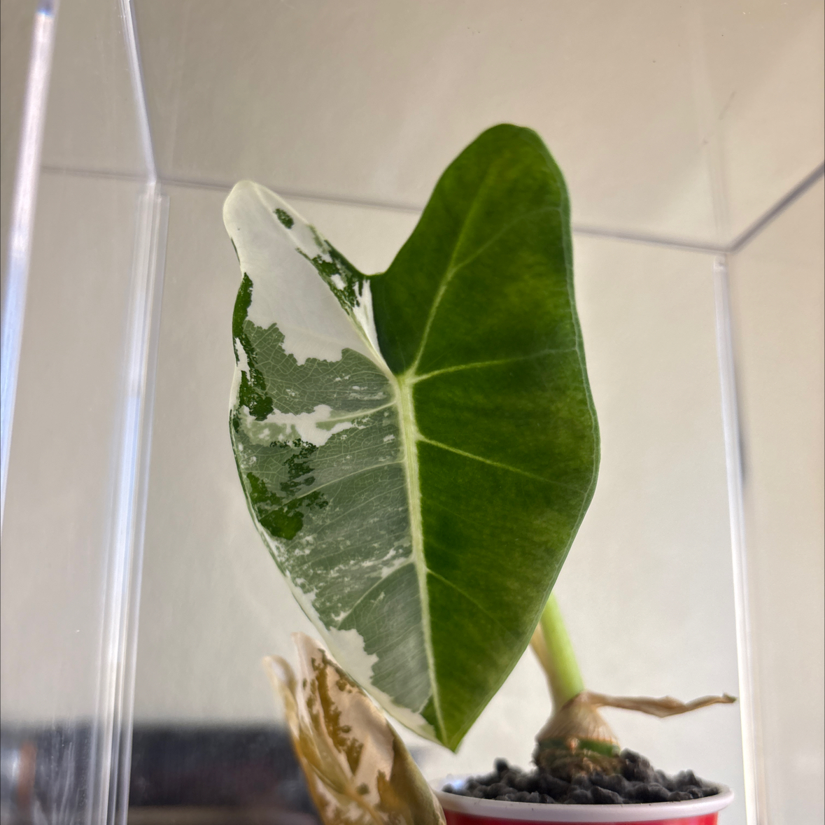Photo of the plant species Variegated Alocasia frydek by @SageandCream named Darwin on Greg, the plant care app