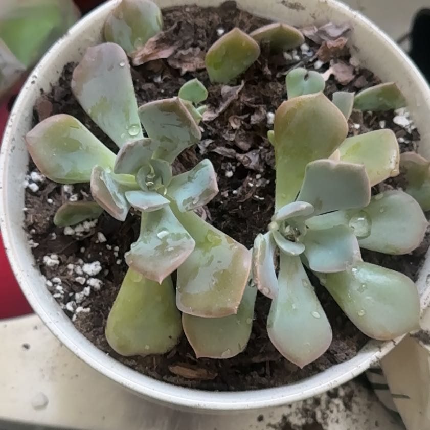 Photo of the plant species Graptoveria 'Francesca' by @PetBurlemarx41 named Queen on Greg, the plant care app
