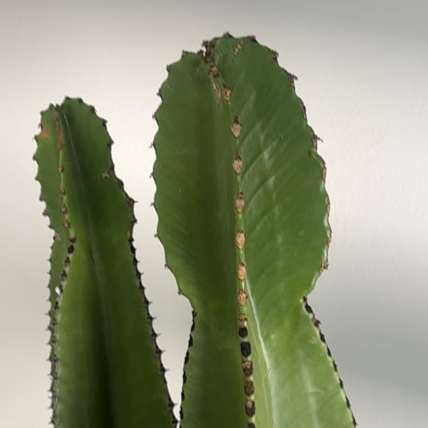 Photo of the plant species Euphorbia Ingens by @YeahNeslia47 named Queen on Greg, the plant care app
