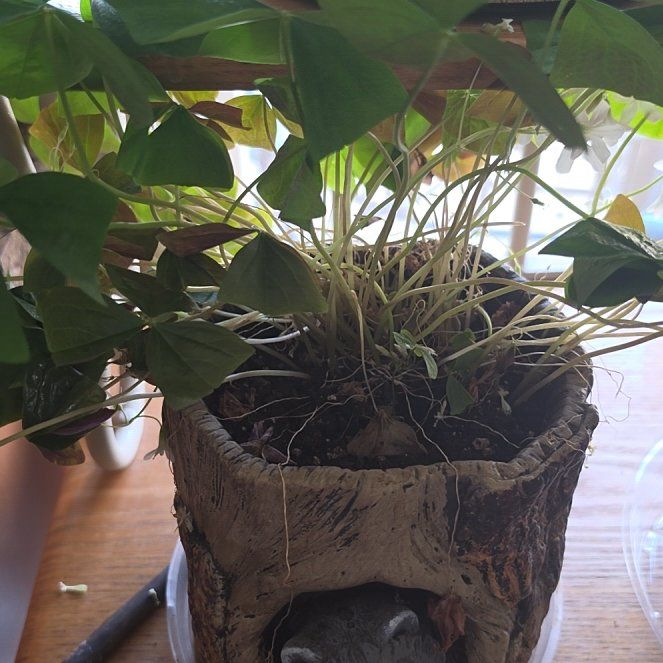 Photo of the plant species Green Shamrock by @Joshuatree named Seamus on Greg, the plant care app