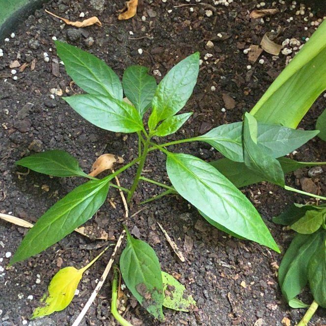 Photo of the plant species Turmeric by @Joshuatree named Nigel on Greg, the plant care app