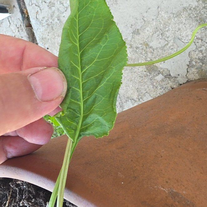 Photo of the plant species Horseradish by @Joshuatree named Ed on Greg, the plant care app