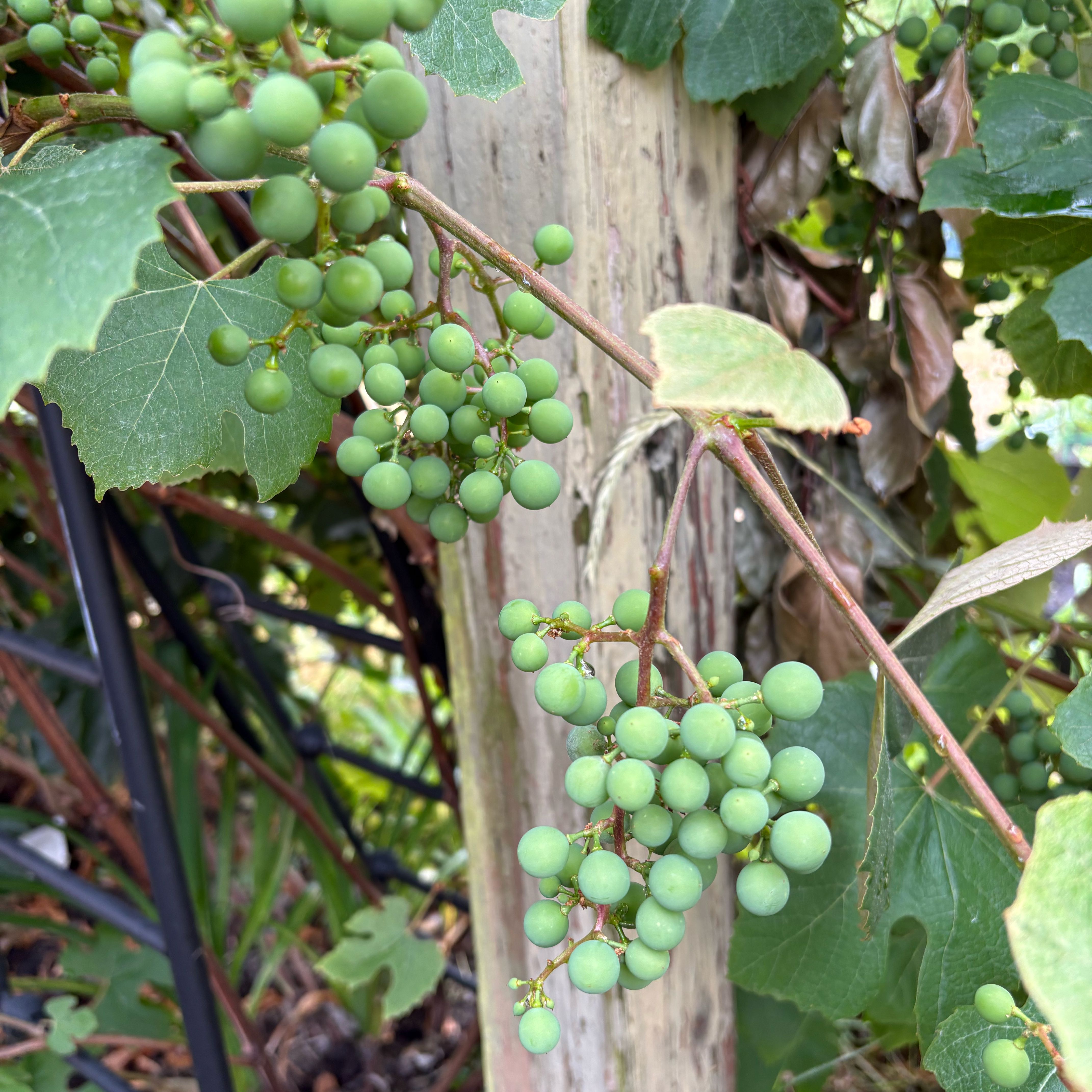 Photo of the plant species Concord Grape by @GoodCidergum18 named Grapes on Greg, the plant care app