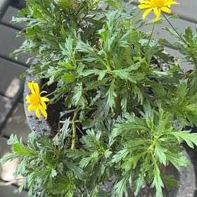 Photo of the plant species African Bush Daisy by @QualityAster40 named Doja Cat on Greg, the plant care app