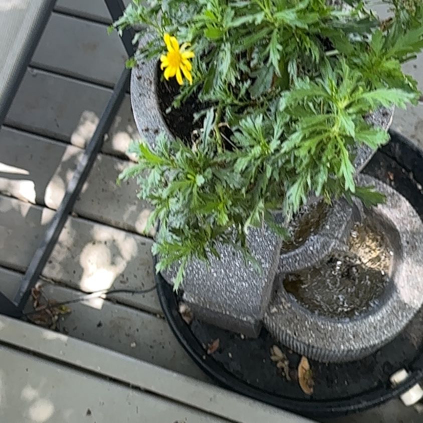 Photo of the plant species Chrysanthemum Weed by @QualityAster40 named Robert Plant on Greg, the plant care app