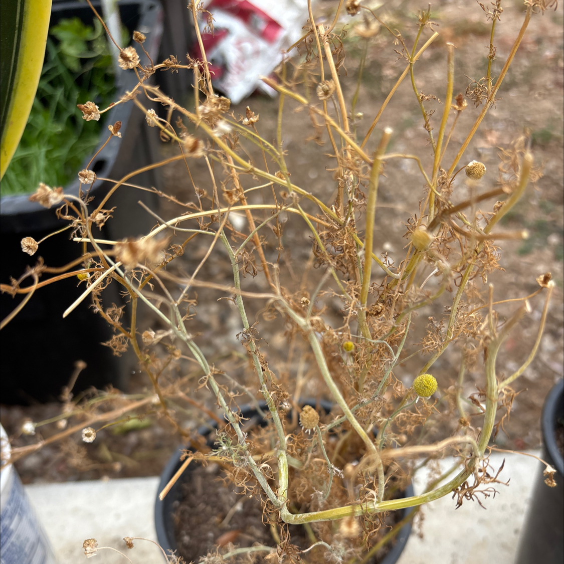 Photo of the plant species Kali tragus by @DaintyPignut48 named Muhammad Ali on Greg, the plant care app
