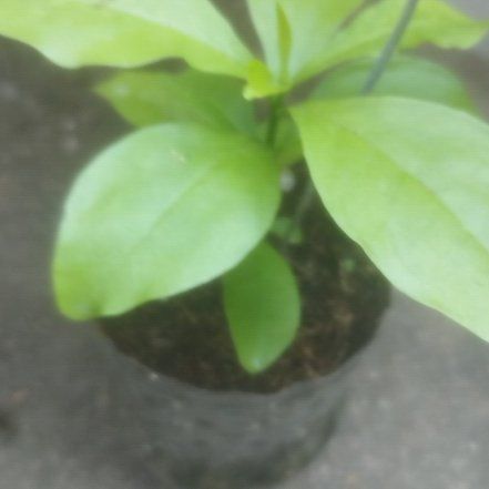 Photo of the plant species Kiss Me Quick by @TirelessComet named Sol on Greg, the plant care app