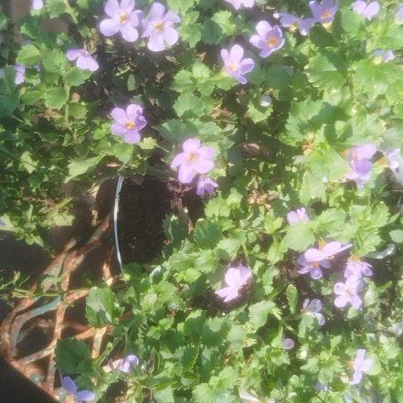 Photo of the plant species Lilacbush by @TirelessComet named Planty on Greg, the plant care app