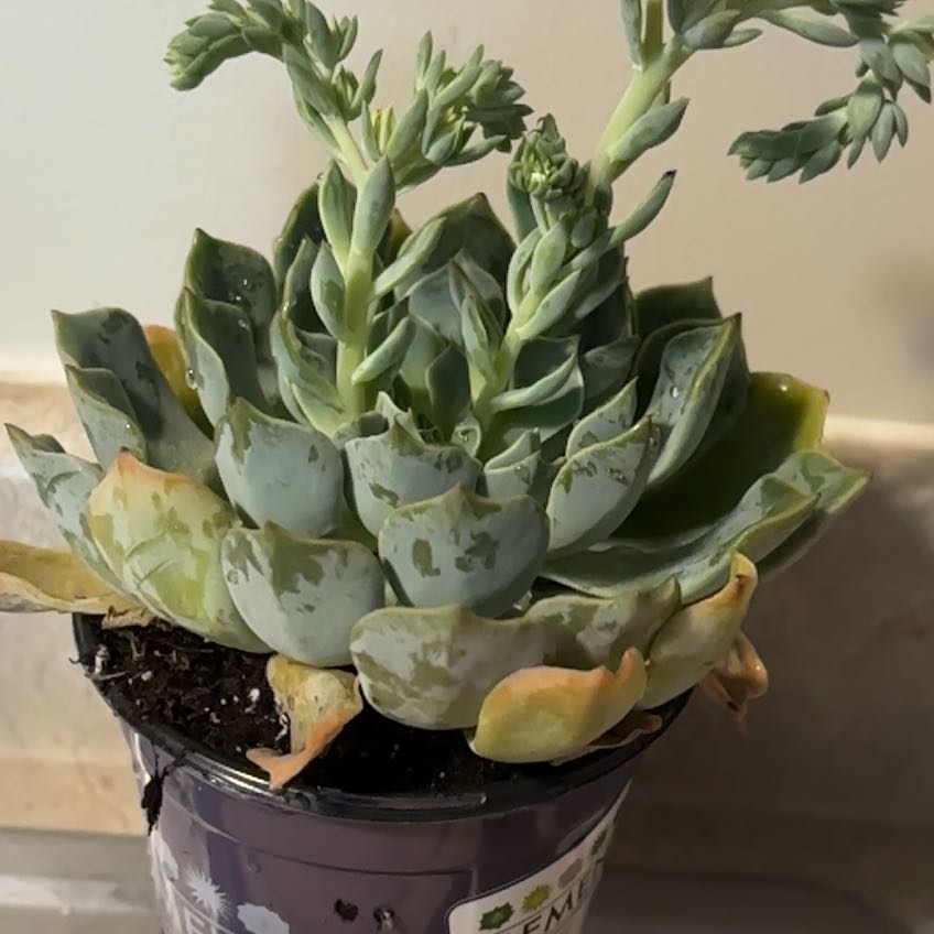 Photo of the plant species Echeveria Hybrid by @BabyIcecaps72 named Nithin on Greg, the plant care app