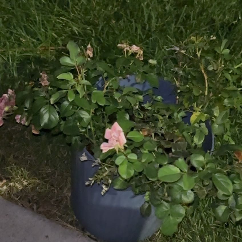 Photo of the plant species Beach Rose by @BabyIcecaps72 named Keanu Leaves on Greg, the plant care app