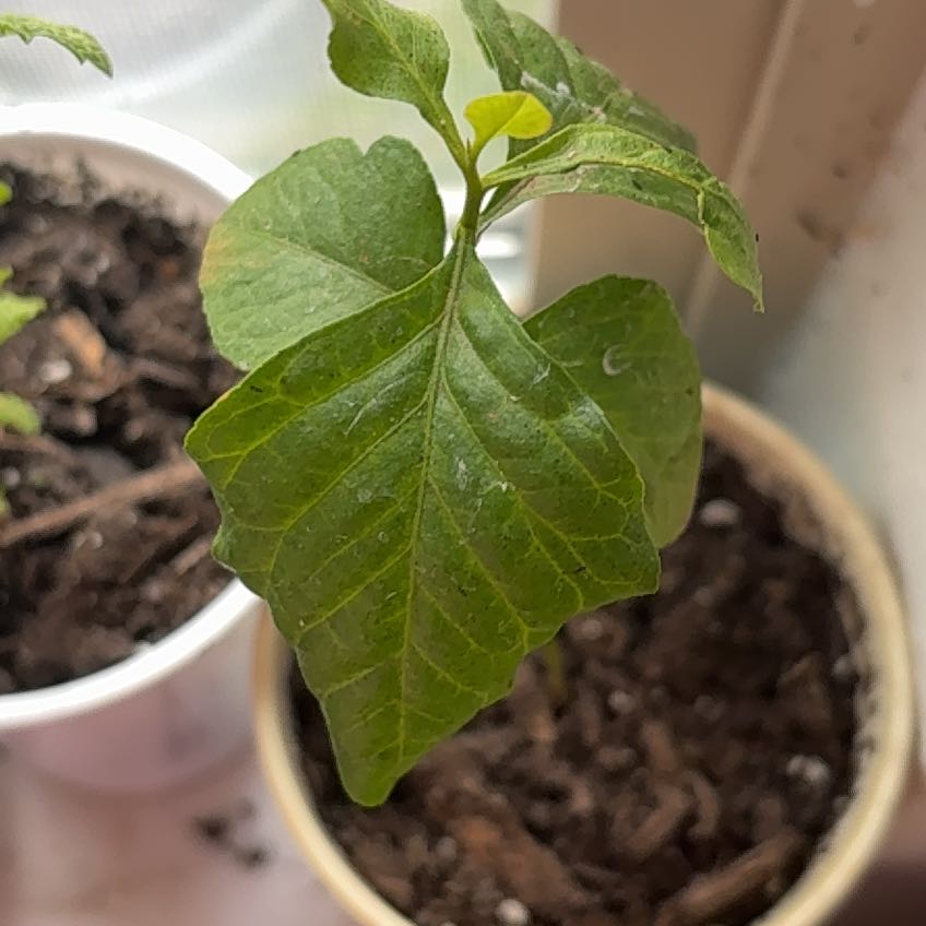 Photo of the plant species Purple Amaranth by @HonoraryPilea50 named Sigmund on Greg, the plant care app