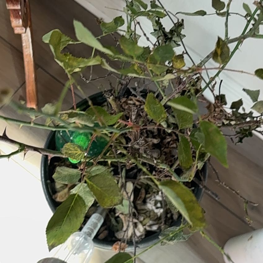 Photo of the plant species Multiflora Rose by @HonoraryPilea50 named Sanders on Greg, the plant care app