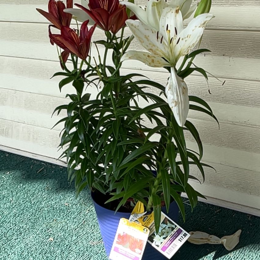Photo of the plant species Asiatic Lily by @TheRat named Homer on Greg, the plant care app
