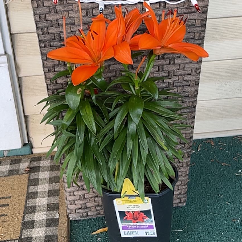 Photo of the plant species Asiatic Lily by @TheRat named Kendall on Greg, the plant care app