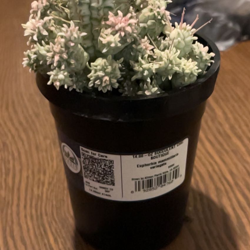 Photo of the plant species Variegated Corncob Cactus by @TheRat named Taylor Swift on Greg, the plant care app